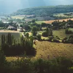 aerial view of trees and farm