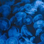 Tropicalisation Méditerranée : pêche et tourisme en 2026